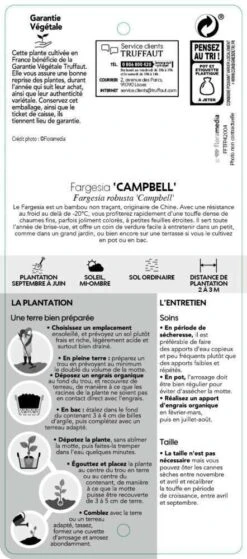 Bambou Non-traçant Fargesia Robusta 'Campbell': Pot De 12 Litres -Magasin De Graines De Plantes 814665 002