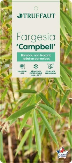 Bambou Non-traçant Fargesia Robusta 'Campbell': Pot De 12 Litres -Magasin De Graines De Plantes 814665 003
