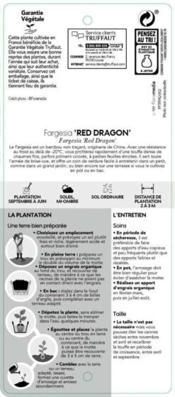 Bambou Non-traçant Fargesia Nitida 'Red Dragon': Pot De 12 Litres -Magasin De Graines De Plantes 814666 004