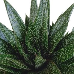 Gasteria - H25, ø17cm - Plantes D'intérieur Facile D'entretien -Magasin De Graines De Plantes 818ffe401a08ccd6