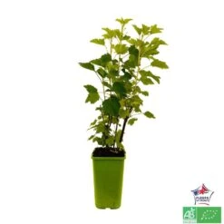 Groseillier à Grappes 'Jonkheer Van Tets' Bio: Pot 1,5 Litres -Magasin De Graines De Plantes 827044 004