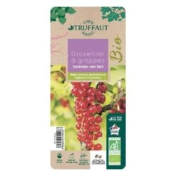Groseillier à Grappes 'Jonkheer Van Tets' Bio: Pot 1,5 Litres -Magasin De Graines De Plantes 827044 005