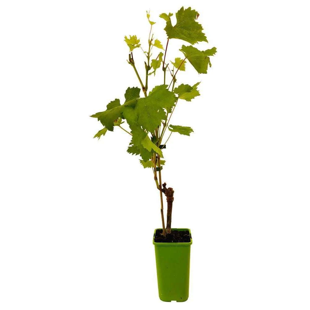 Vigne 'Seyval Blanc' AB - Pot 1,5 L 2 Vigne 'Seyval Blanc' AB - Pot 1,5 L – Image 2