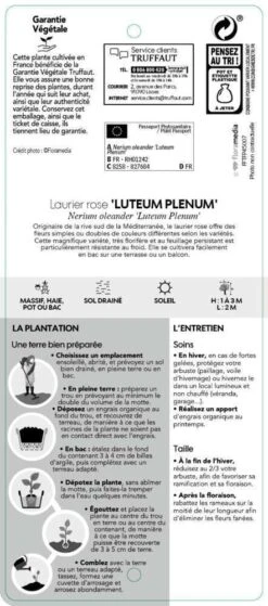 Nerium Oleander Luteum Plenum' Pot 5L 6 Nerium Oleander Luteum Plenum' Pot 5L -Magasin De Graines De Plantes 827684 003