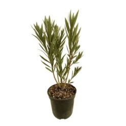 Nerium Oleander Luteum Plenum' Pot 5L 7 Nerium Oleander Luteum Plenum' Pot 5L -Magasin De Graines De Plantes 827684 004