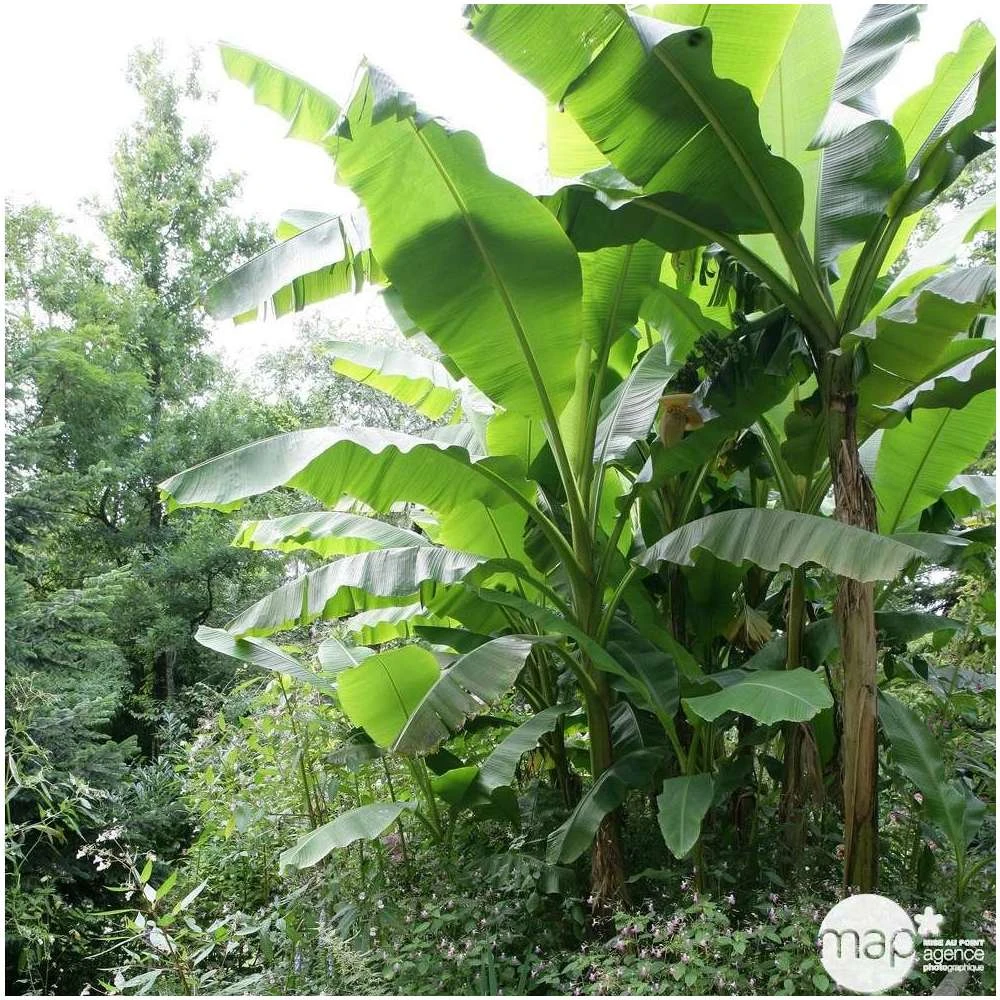 Musa Basjoo : C15L 2 Musa Basjoo : C15L – Image 2