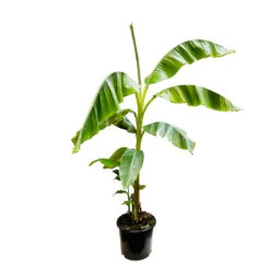 Musa Basjoo : C15L 5 Musa Basjoo : C15L -Magasin De Graines De Plantes 828724 1320790