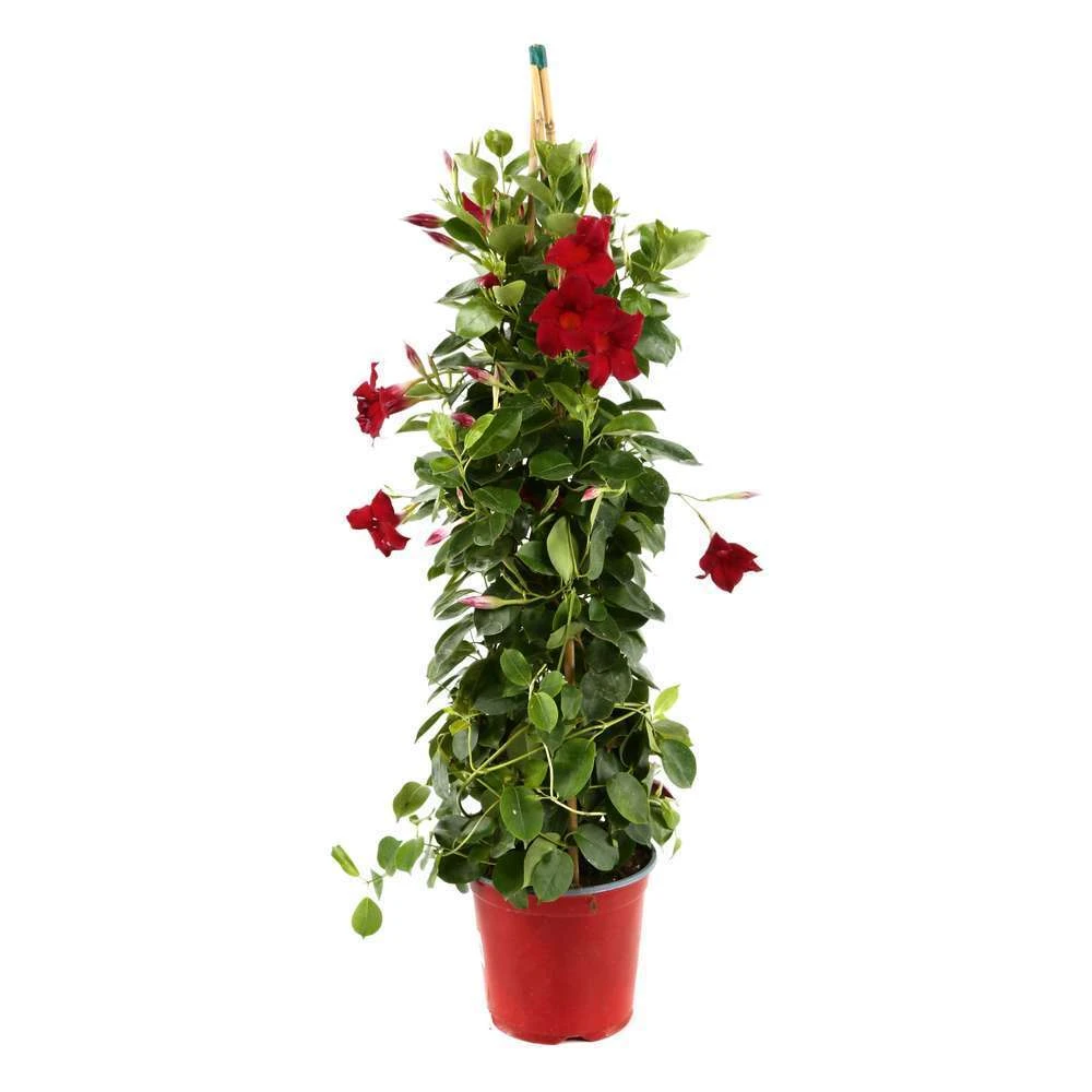 Dipladenia Hybride, H90cm, Pot D19cm 1 Dipladenia Hybride, H90cm, Pot D19cm