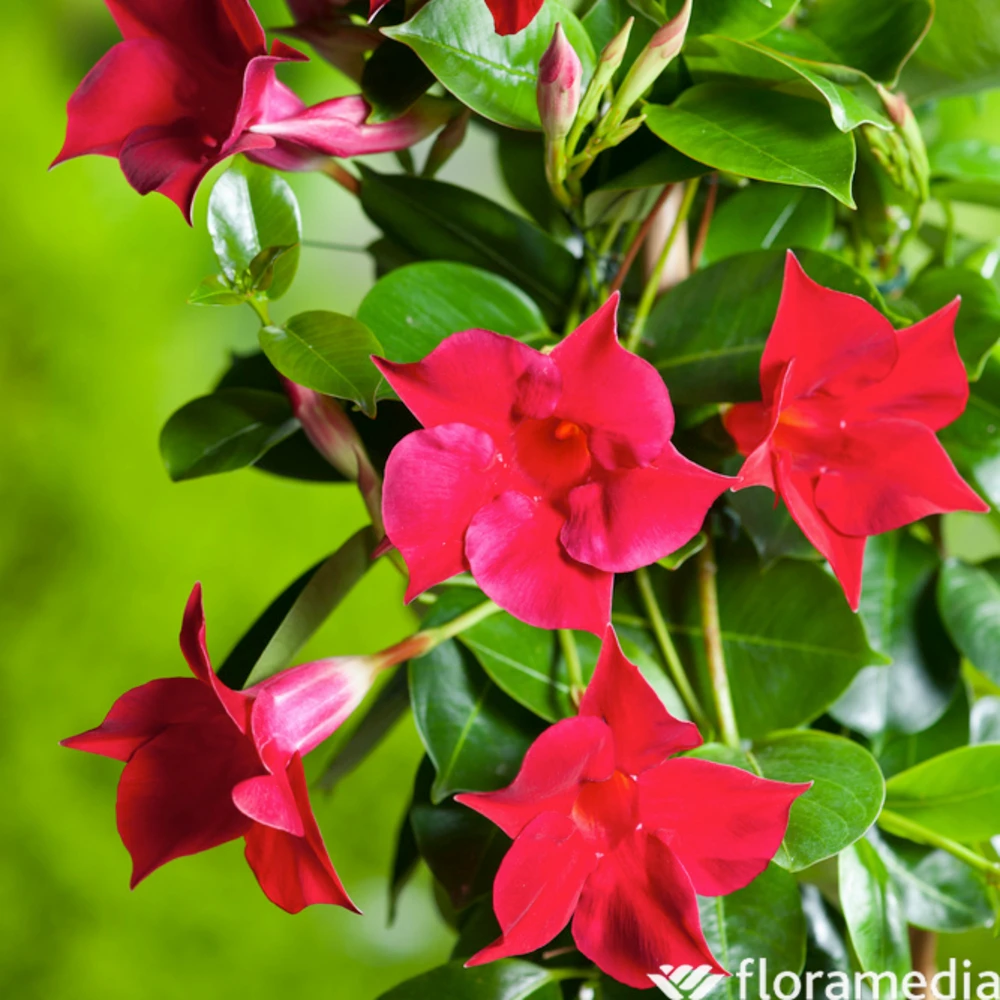 Dipladenia Hybride, H90cm, Pot D19cm 2 Dipladenia Hybride, H90cm, Pot D19cm – Image 2