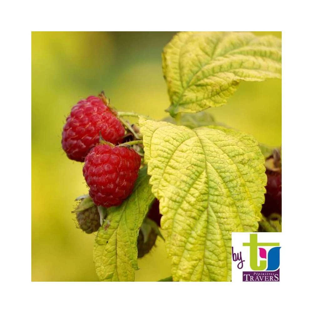 Framboisier Groovy®'Jdeboer005':pot 5L 1 Framboisier Groovy®'Jdeboer005':pot 5L