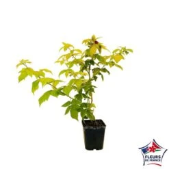 Framboisier Groovy®'Jdeboer005':pot 5L 7 Framboisier Groovy®'Jdeboer005':pot 5L -Magasin De Graines De Plantes 831270 004