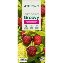 Framboisier Groovy®'Jdeboer005':pot 5L 8 Framboisier Groovy®'Jdeboer005':pot 5L -Magasin De Graines De Plantes 831270 006