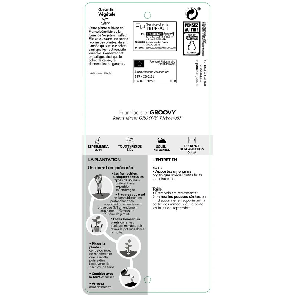 Framboisier Groovy®'Jdeboer005':pot 5L 5 Framboisier Groovy®'Jdeboer005':pot 5L – Image 5