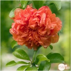 Punica Granatum Pot 45L, 18/20. -Magasin De Graines De Plantes 840073 003