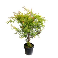 Punica Granatum Pot 45L, 18/20. -Magasin De Graines De Plantes 840073 1433746