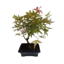Bonsaï D'extérieur Avec Soucoupe, 8/9 Ans -Magasin De Graines De Plantes 840865 003