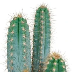 Pilosocereus Azureus - H40cm, ø17cm - Plante D'intérieur -Magasin De Graines De Plantes 850f1b569dd16132
