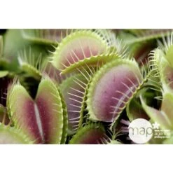 Attrape-mouches : Ø12cm, Pot -Magasin De Graines De Plantes 85271 001