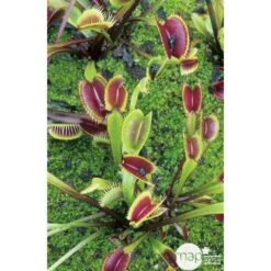 Attrape-mouches : Ø12cm, Pot -Magasin De Graines De Plantes 85271 002