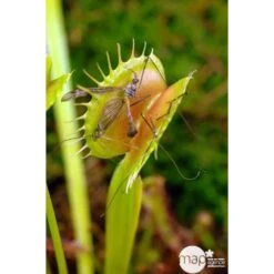 Attrape-mouches : Ø12cm, Pot -Magasin De Graines De Plantes 85271 003