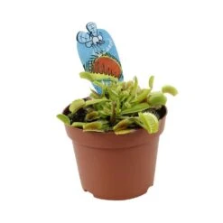 Attrape-mouches : Ø12cm, Pot -Magasin De Graines De Plantes 85271 008