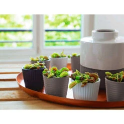 Attrape-mouches : Ø12cm, Pot -Magasin De Graines De Plantes 85271 009