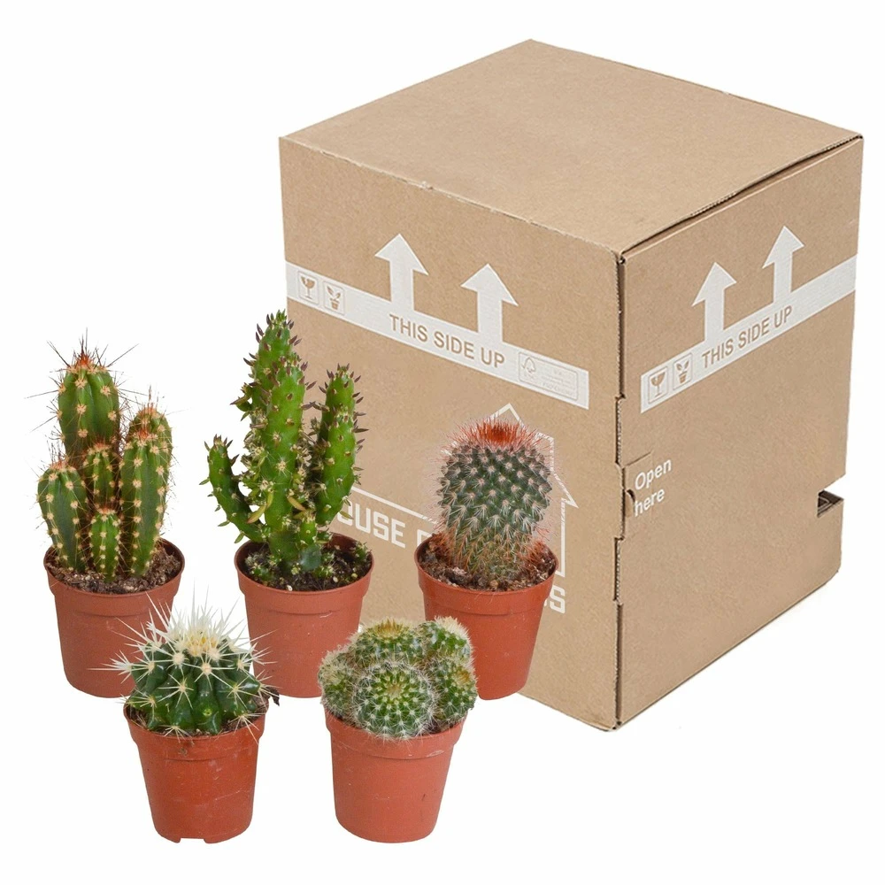 Cactus, Box De 5 Plantes - H8cm, ø5,5cm - Plantes D'intérieur 3 Cactus, Box De 5 Plantes - H8cm, ø5,5cm - Plantes D'intérieur – Image 3