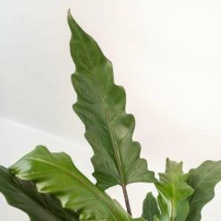 Alocasia Lauterbachiana - H80cm, ø19cm - Grande Plante D'intérieur 9 Alocasia Lauterbachiana - H80cm, ø19cm - Grande Plante D'intérieur -Magasin De Graines De Plantes 857d443c118c0b8e