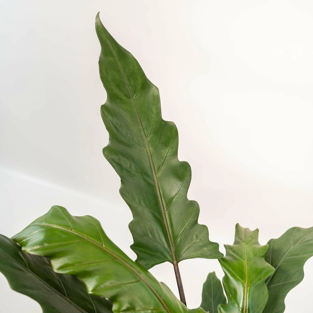 Alocasia Lauterbachiana - H80cm, ø19cm - Grande Plante D'intérieur 5 Alocasia Lauterbachiana - H80cm, ø19cm - Grande Plante D'intérieur – Image 5
