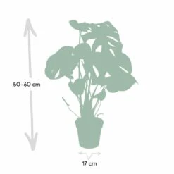 Monstera Deliciosa - H55cm, ø17cm - Plante D'intérieur 8 Monstera Deliciosa - H55cm, ø17cm - Plante D'intérieur -Magasin De Graines De Plantes 862e05acb316ed9e
