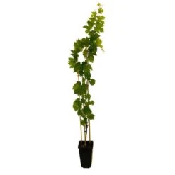 Vigne Muscat Bleu : AB Pot 3L
