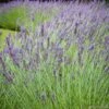 Lavandula 'phenomenal' : Pot 5L