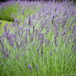 Lavandula 'phenomenal' : Pot 5L