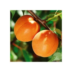 Abricotier Hargrand : Gobelet 3 Ans D'âge Ctr 12 Litres -Magasin De Graines De Plantes 88699 004