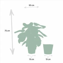 Calathea Médaillon Et Son Panier Naturel - H65cm, ø19cm - Plante D'intérieur -Magasin De Graines De Plantes 88aeffa7f615bfa9