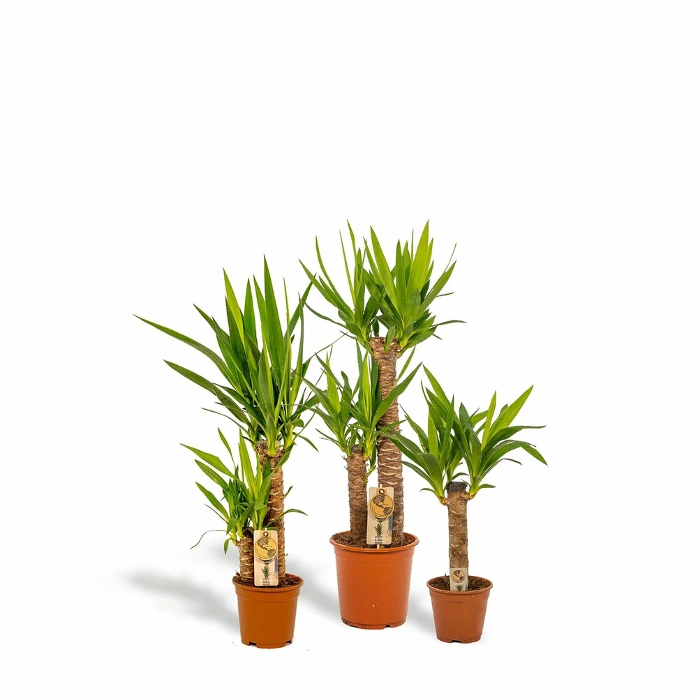 Yucca X3 - Grandes Plantes D'intérieur 1 Yucca X3 - Grandes Plantes D'intérieur