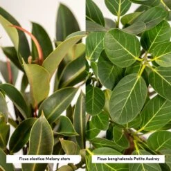Ficus Elastica Melany, Ficus Benghalensis Audrey Et Leurs Paniers Noirs, Duo De Plantes - Grandes Plantes D'intérieur -Magasin De Graines De Plantes 8a6385d15f199765