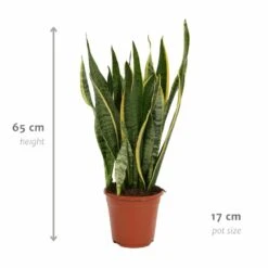 Sansevieria Laurentii - H65cm, ø17cm - Plante D'intérieur Sans Entretien -Magasin De Graines De Plantes 8b83ee9599ade551