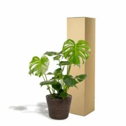 Delicious Monstera Et Son Panier Noir - H80cm, ø21cm - Plante D'intérieur -Magasin De Graines De Plantes 8db70039d6a4af95