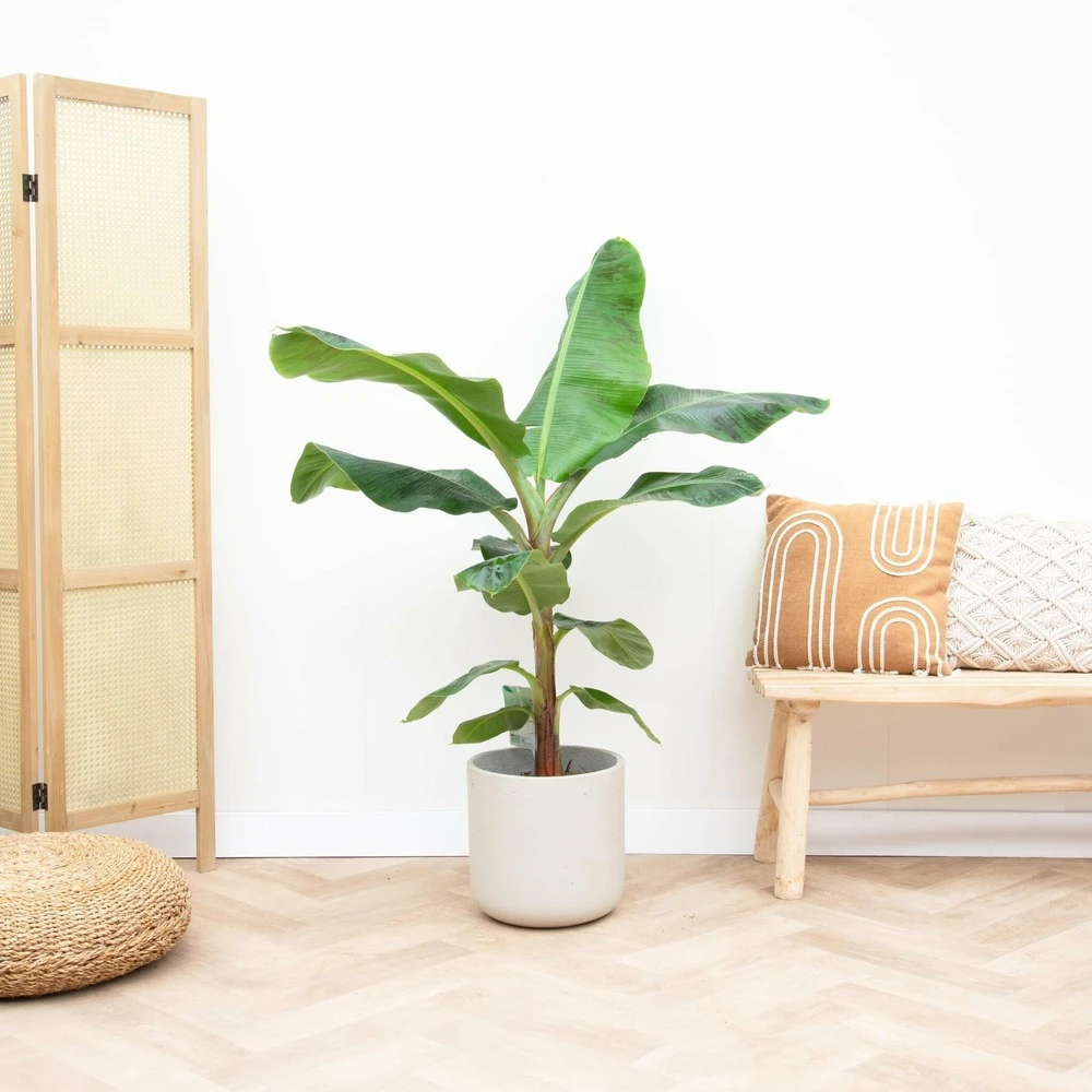 Bananier Xxl - H150cm, ø30cm - Très Grande Plante D'intérieur 2 Bananier Xxl - H150cm, ø30cm - Très Grande Plante D'intérieur – Image 2