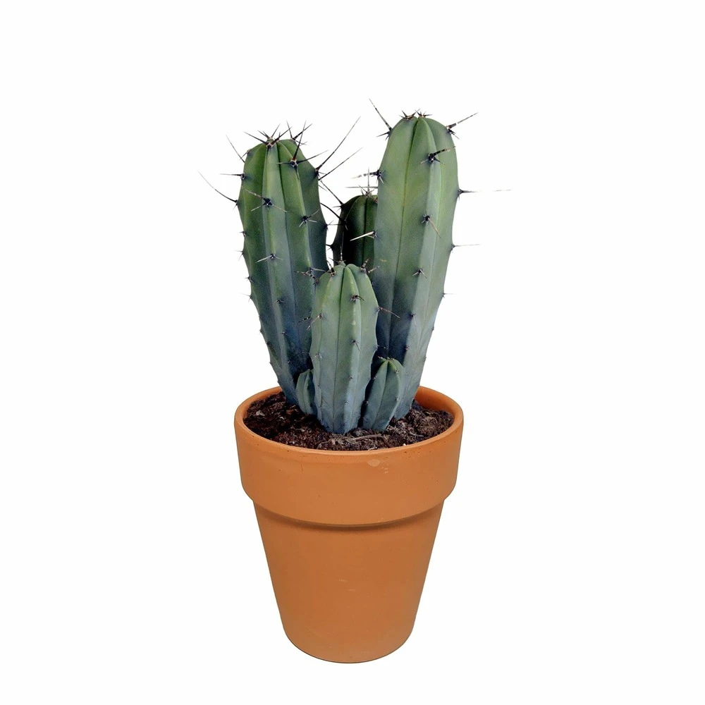 Myrtillocactus Et Son Cache-pot En Terracotta - H40cm, ø17cm - Plante D'intérieur 1 Myrtillocactus Et Son Cache-pot En Terracotta - H40cm, ø17cm - Plante D'intérieur