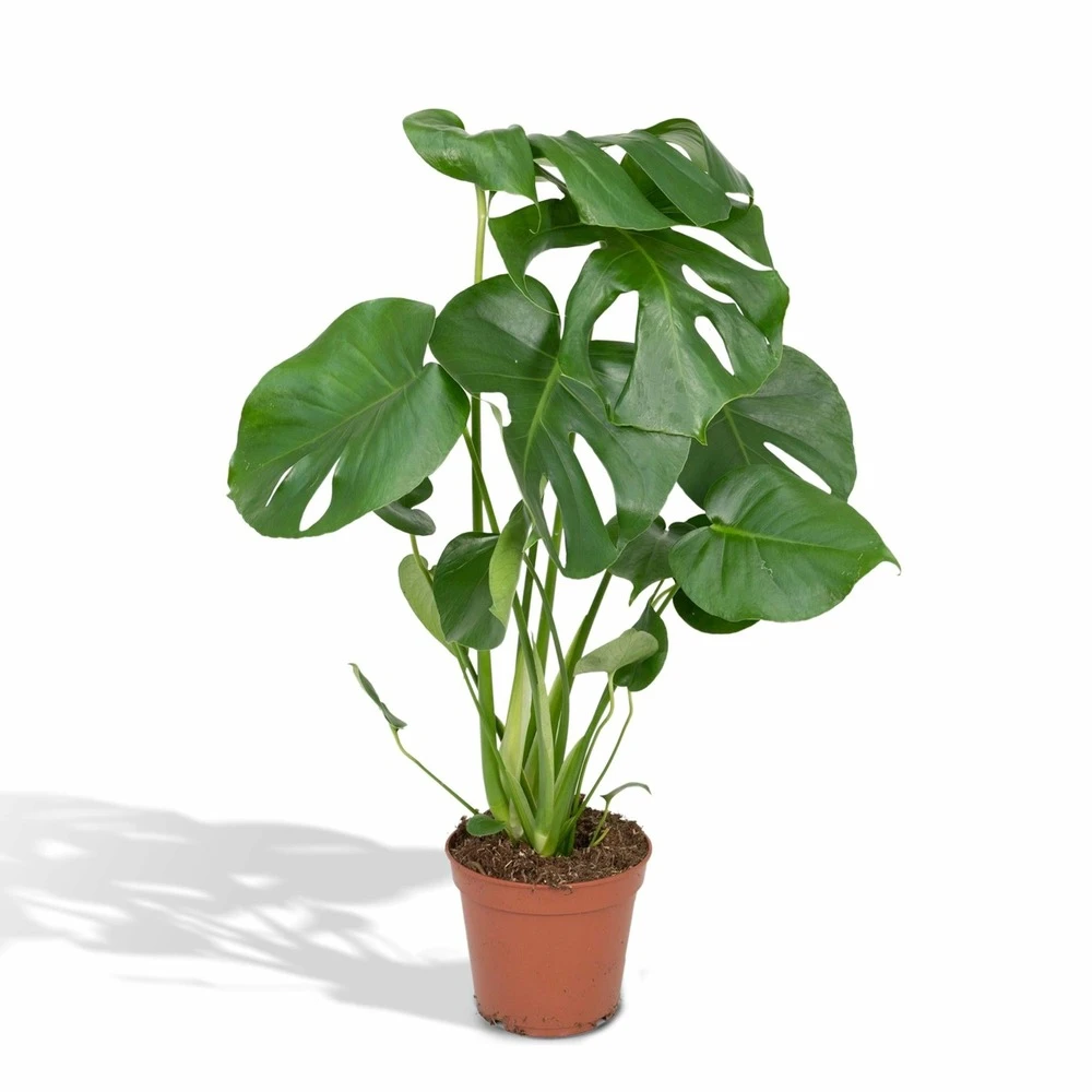 Monstera Deliciosa - H55cm, ø17cm - Plante D'intérieur 1 Monstera Deliciosa - H55cm, ø17cm - Plante D'intérieur
