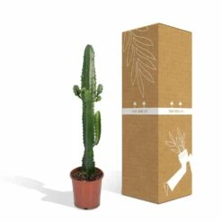 Euphorbia Acrurensis - H50cm, ø17cm - Grande Plante D'intérieur 9 Euphorbia Acrurensis - H50cm, ø17cm - Grande Plante D'intérieur -Magasin De Graines De Plantes 9085af23248e93ea