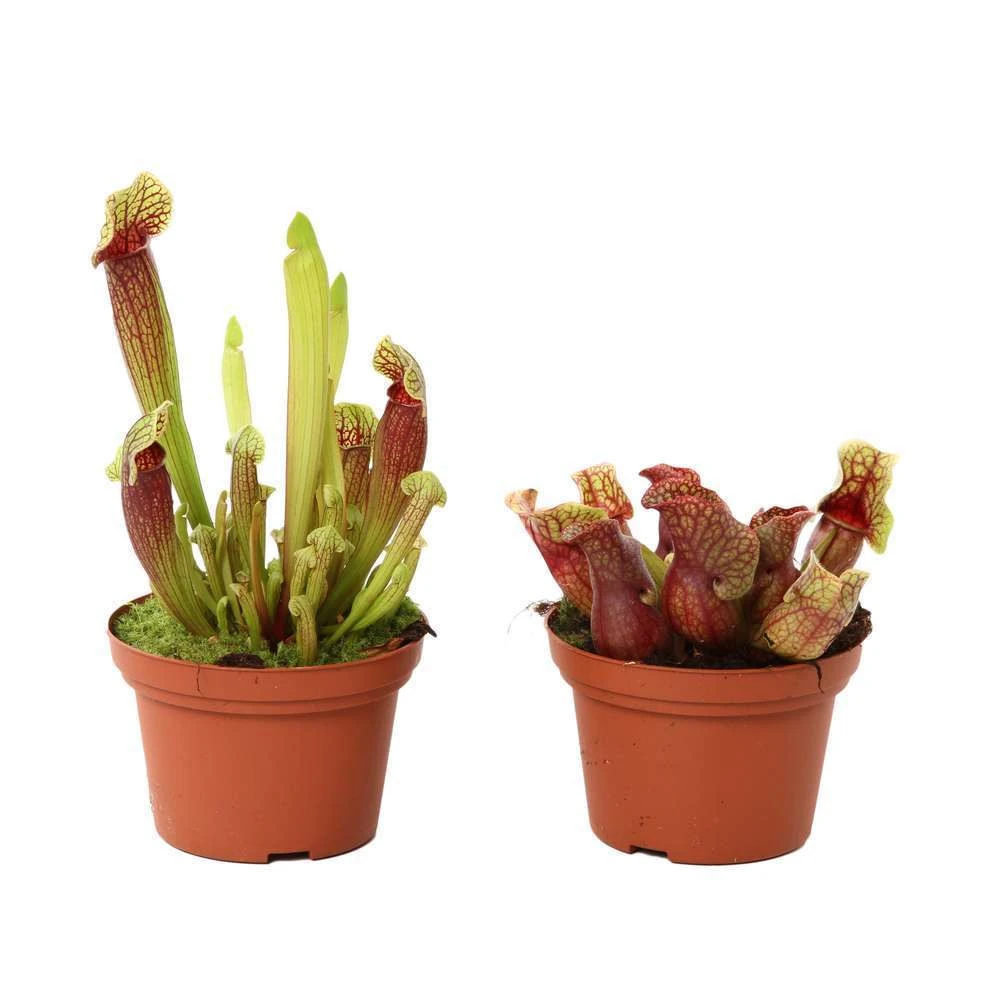 Sarracenia Mix Pot D12cm 2 Sarracenia Mix Pot D12cm – Image 2