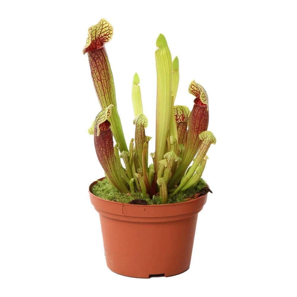 Sarracenia Mix Pot D12cm 1 Sarracenia Mix Pot D12cm