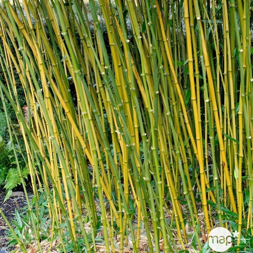 Bambou Moyen Phyllostachys Bissetii: Pot De 10 Litres 1 Bambou Moyen Phyllostachys Bissetii: Pot De 10 Litres