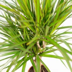 Dracaena Duo De Plantes - Plantes D'intérieur -Magasin De Graines De Plantes 917b00c5bf74defd