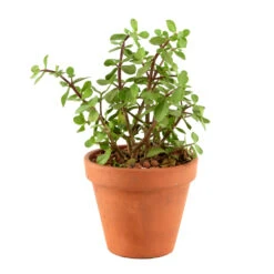 Plantes Succulentes Variées Exception D19cm