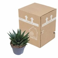 Gasteria - H25, ø17cm - Plantes D'intérieur Facile D'entretien -Magasin De Graines De Plantes 92b816dbc312753b