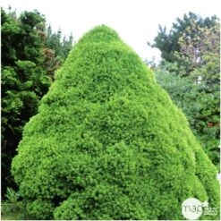 Sapinette Blanche (Picea Glauca) 'Conica' 50/60 : Pot 5L -Magasin De Graines De Plantes 933105 002